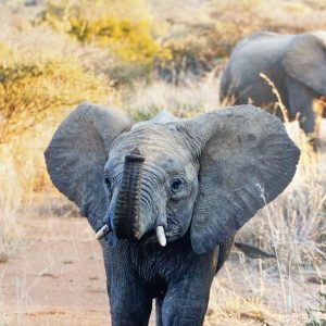 Junger Elefant im Krüger Nationalpark
